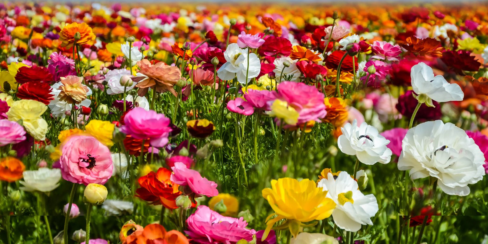 How to Grow Ranunculi in Australia