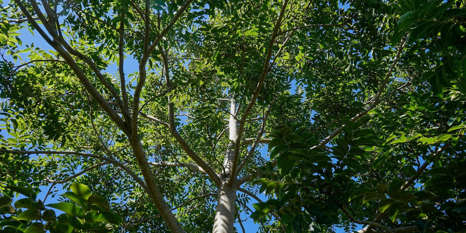 How to Grow Red Cedar in Australia