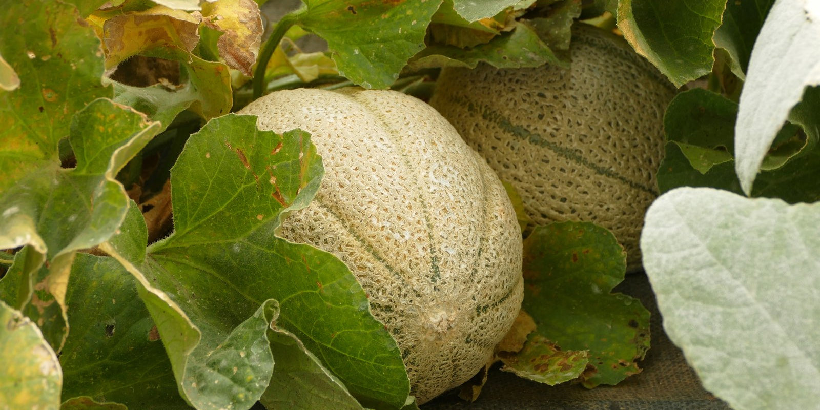 How to Grow Rockmelons in Australia