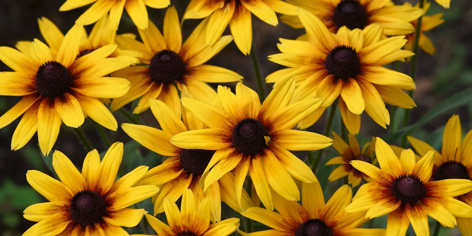How to Grow Rudbeckia in Australia
