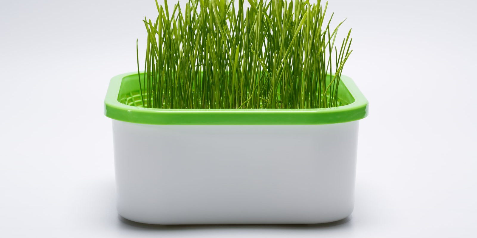 How to Grow Rye Microgreens in Australia