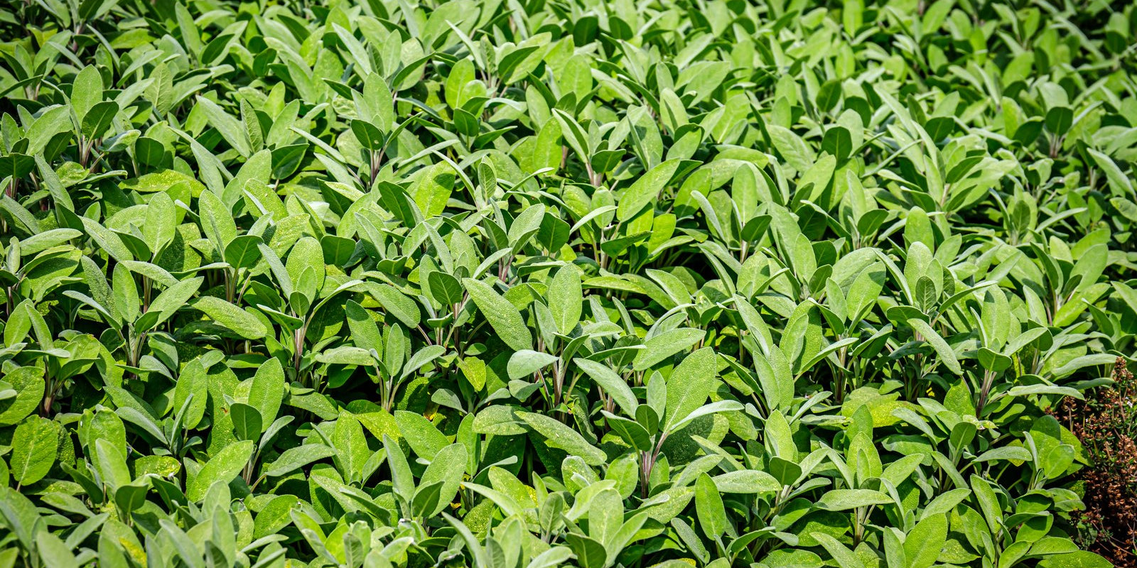 How to Grow Sage in Australia