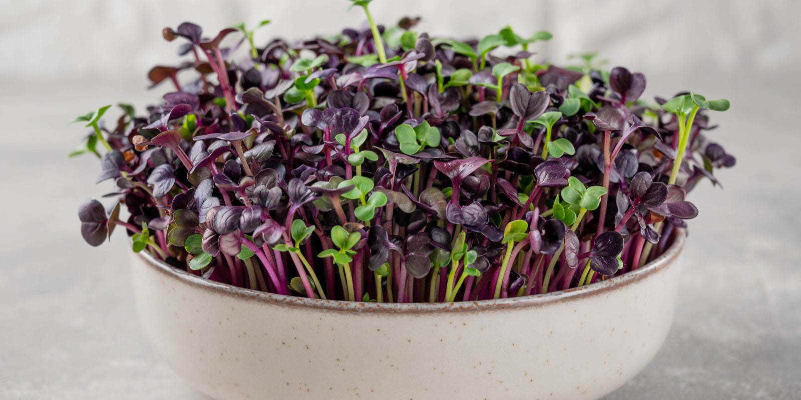 How to Grow Sango Radish Microgreens in Australia