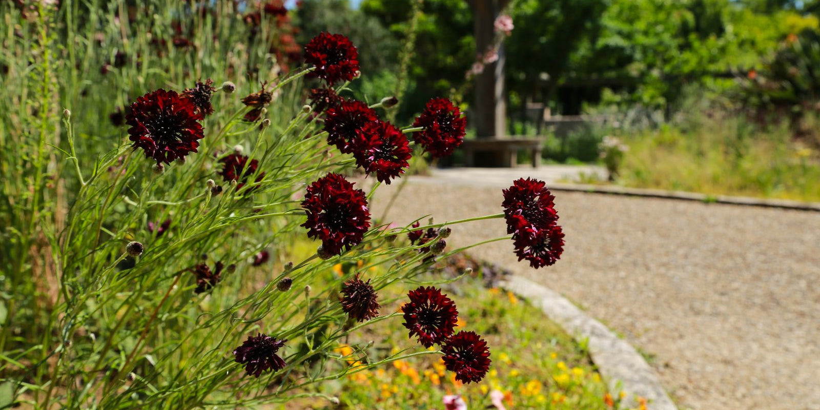 How to Grow Scabiosa in Australia