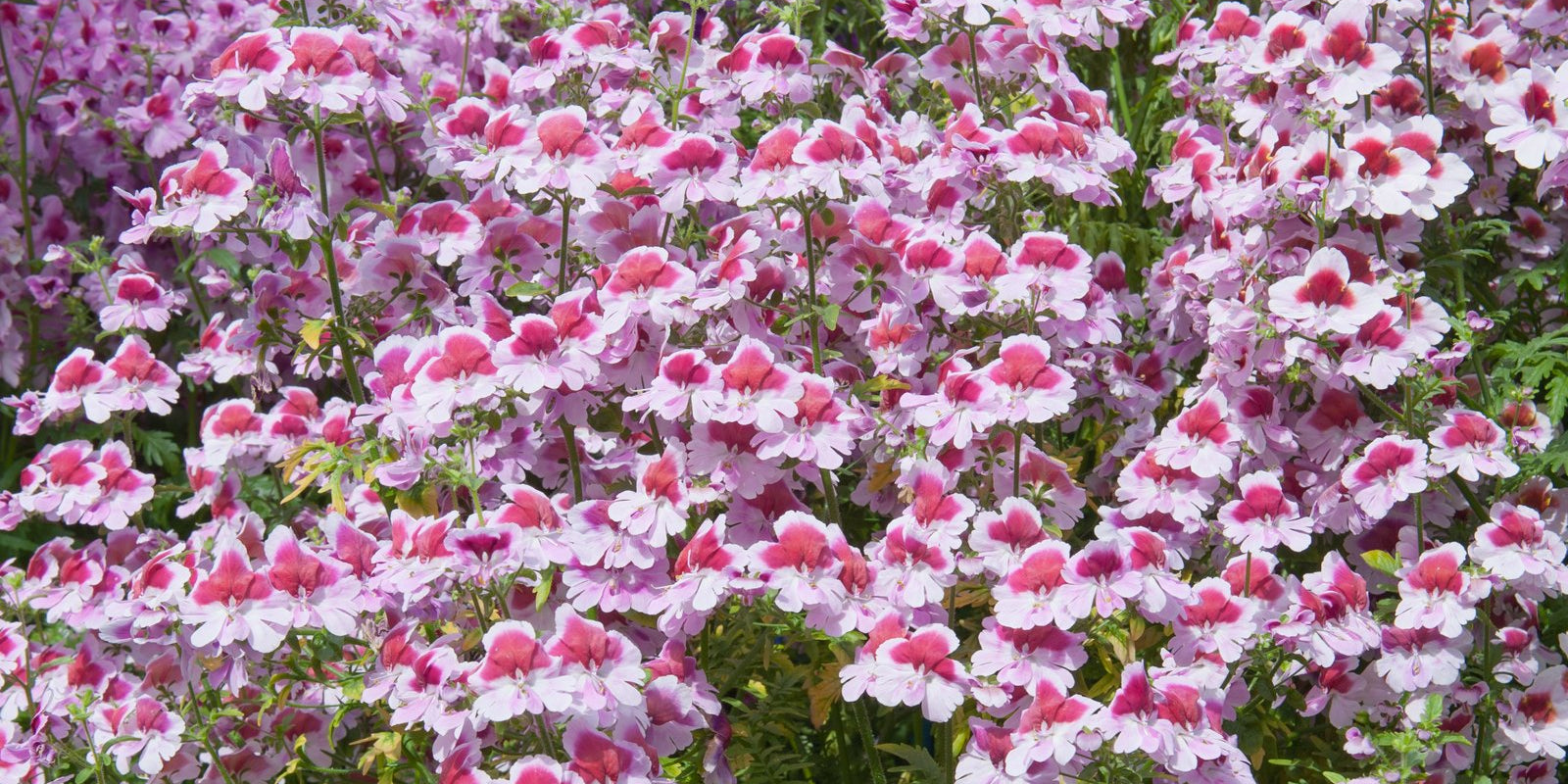 How to Grow Schizanthus in Australia