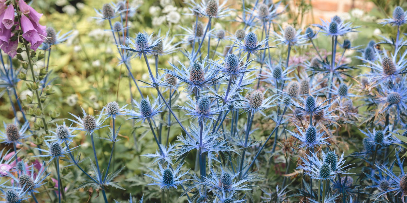 How to Grow Sea Holly in Australia