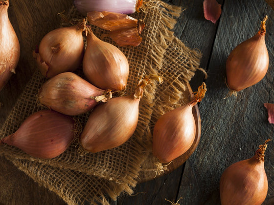 Shallot