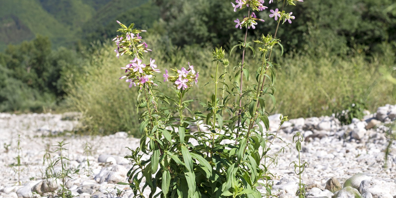 How to Grow Soapwort in Australia