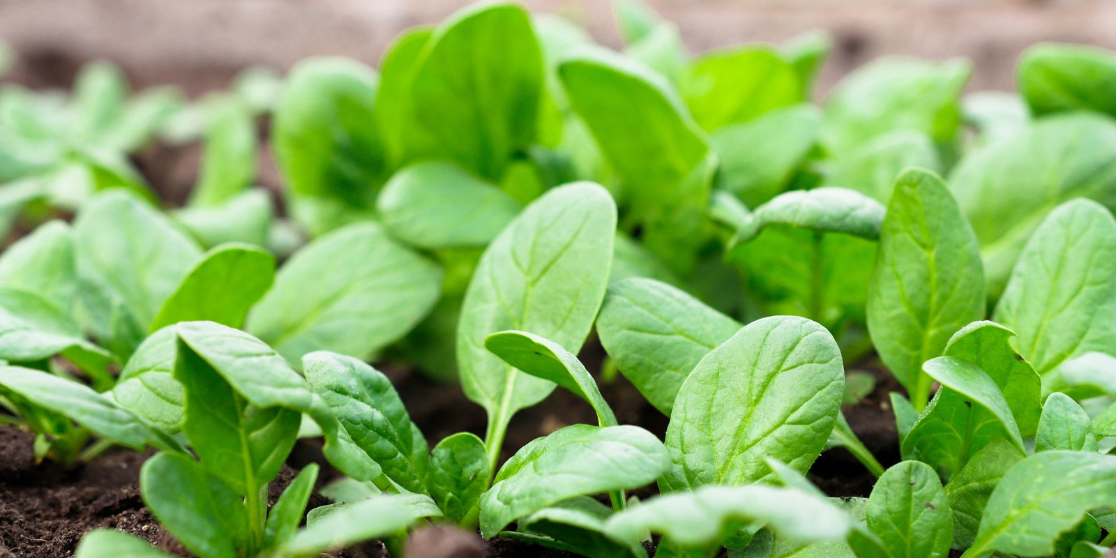 How to Grow Spinach in Australia