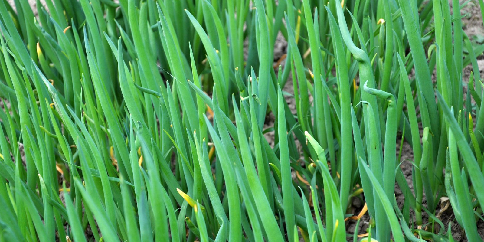 How to Grow Spring Onions in Australia