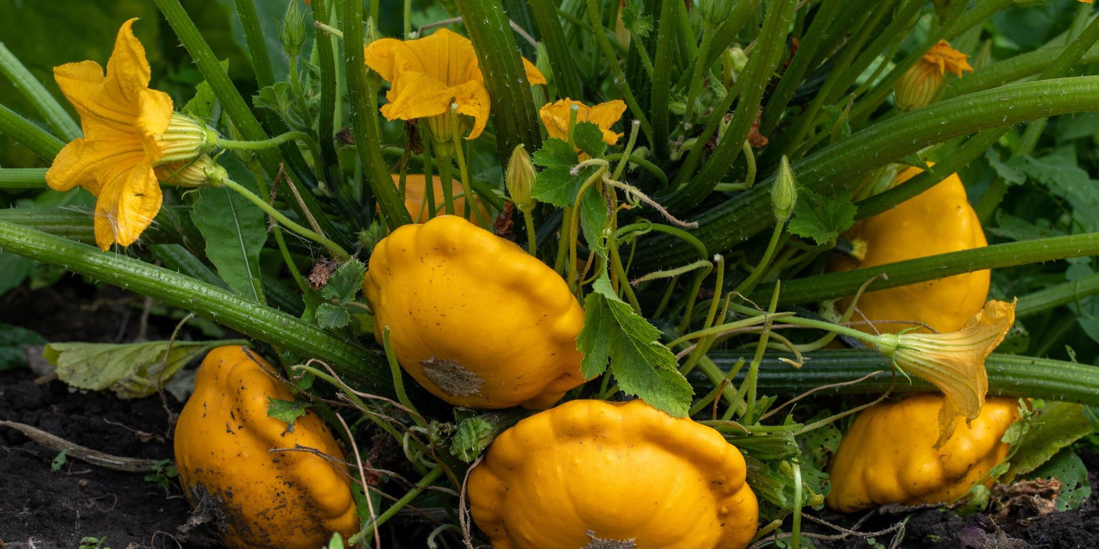 How to Grow Squash in Australia