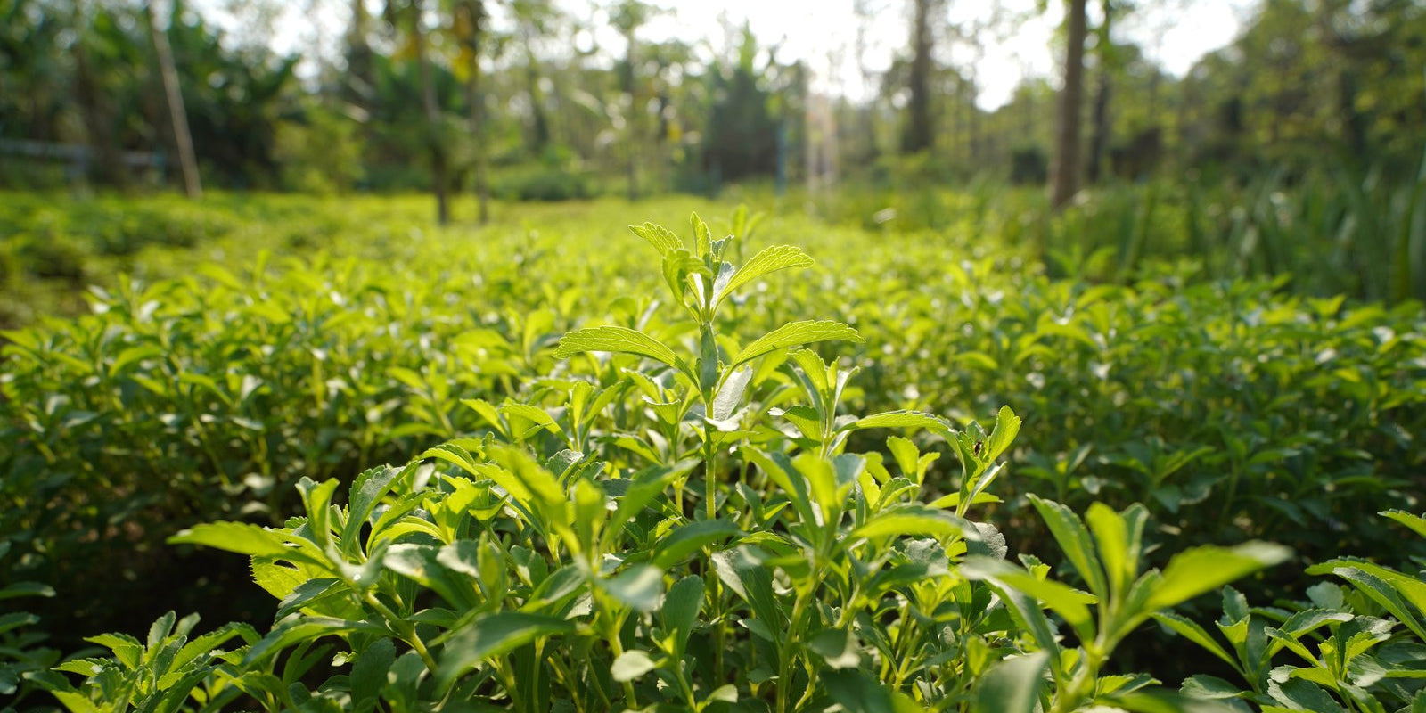 How to Grow Stevia in Australia