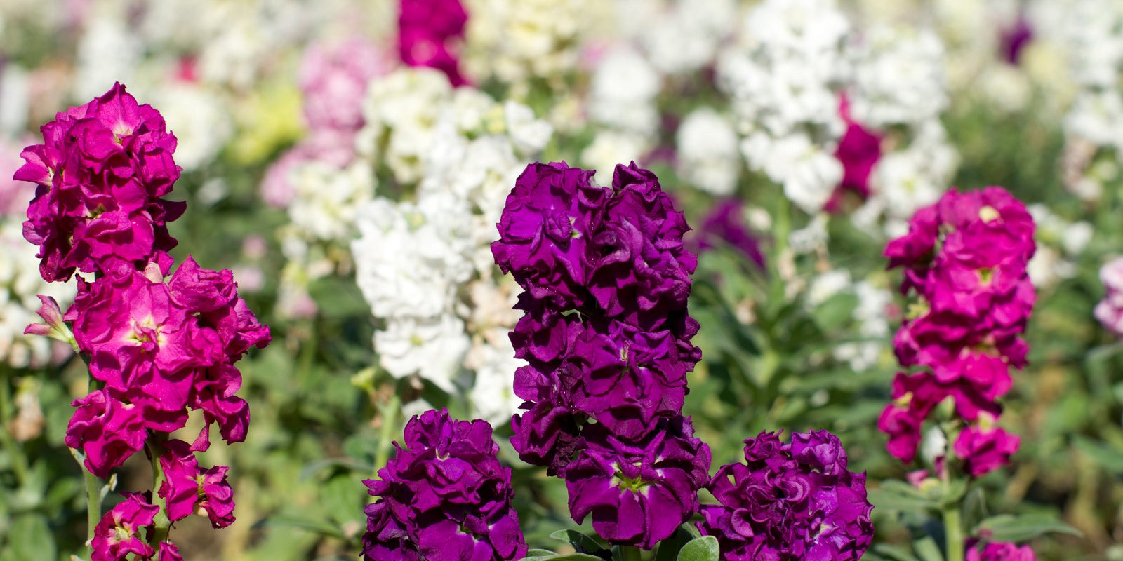 How to Grow Stock in Australia
