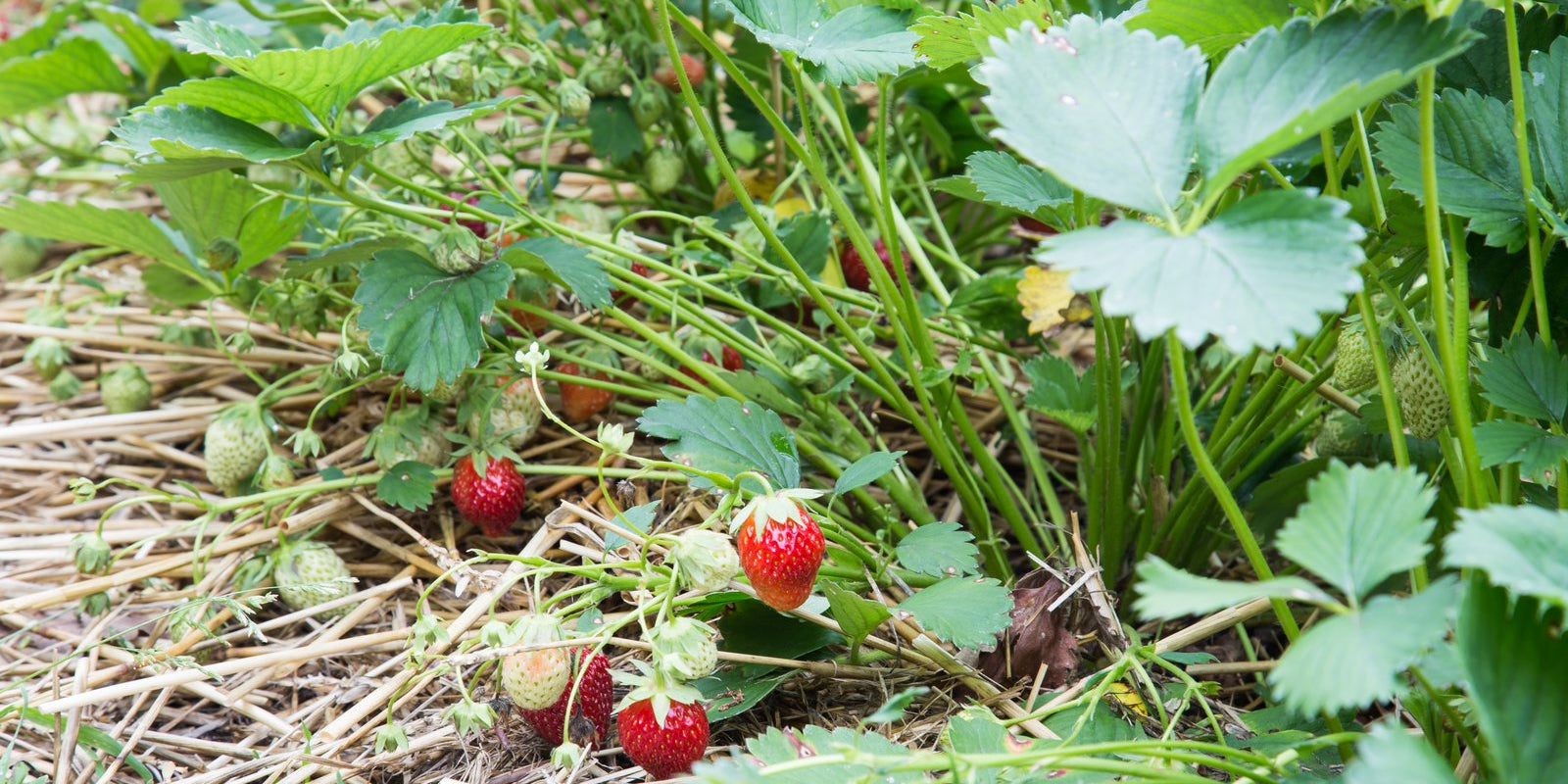 How to Grow Strawberries from Runners in Australia
