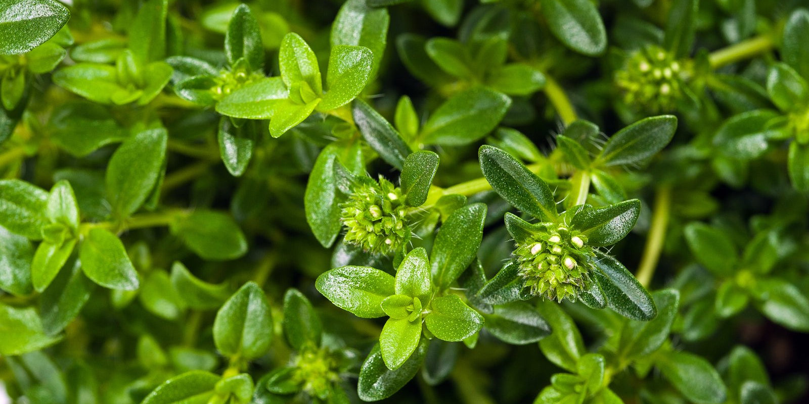 How to Grow Summer Savory in Australia