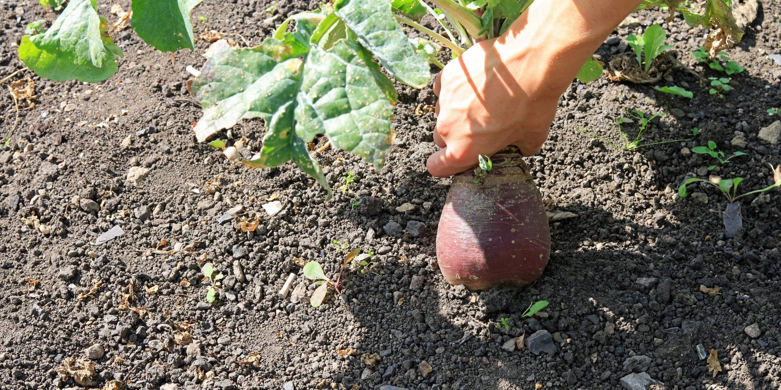 How to Grow Swedes in Australia