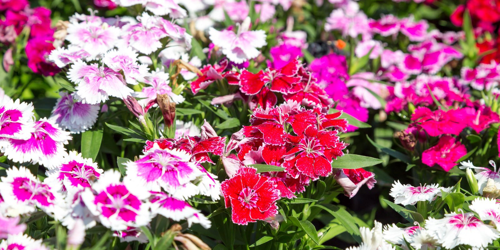 How to Grow Sweet William in Australia