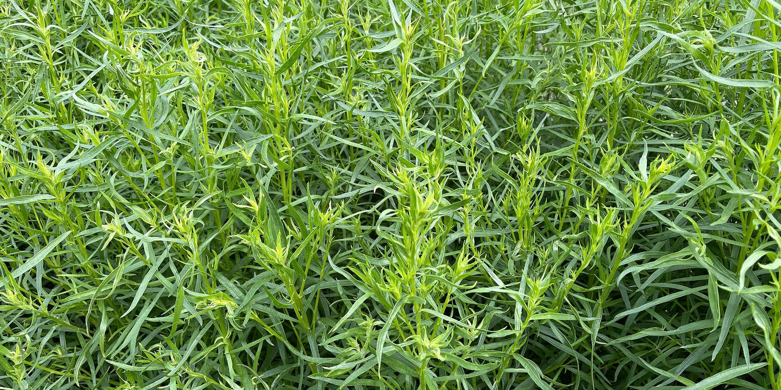 How to Grow Tarragon in Australia