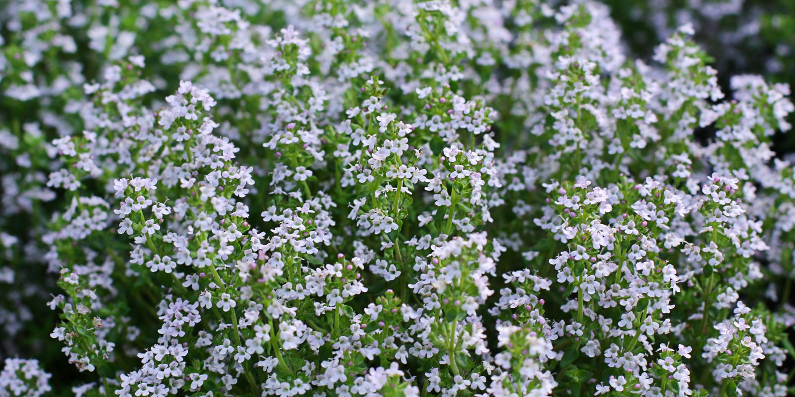 How to Grow Thyme in Australia