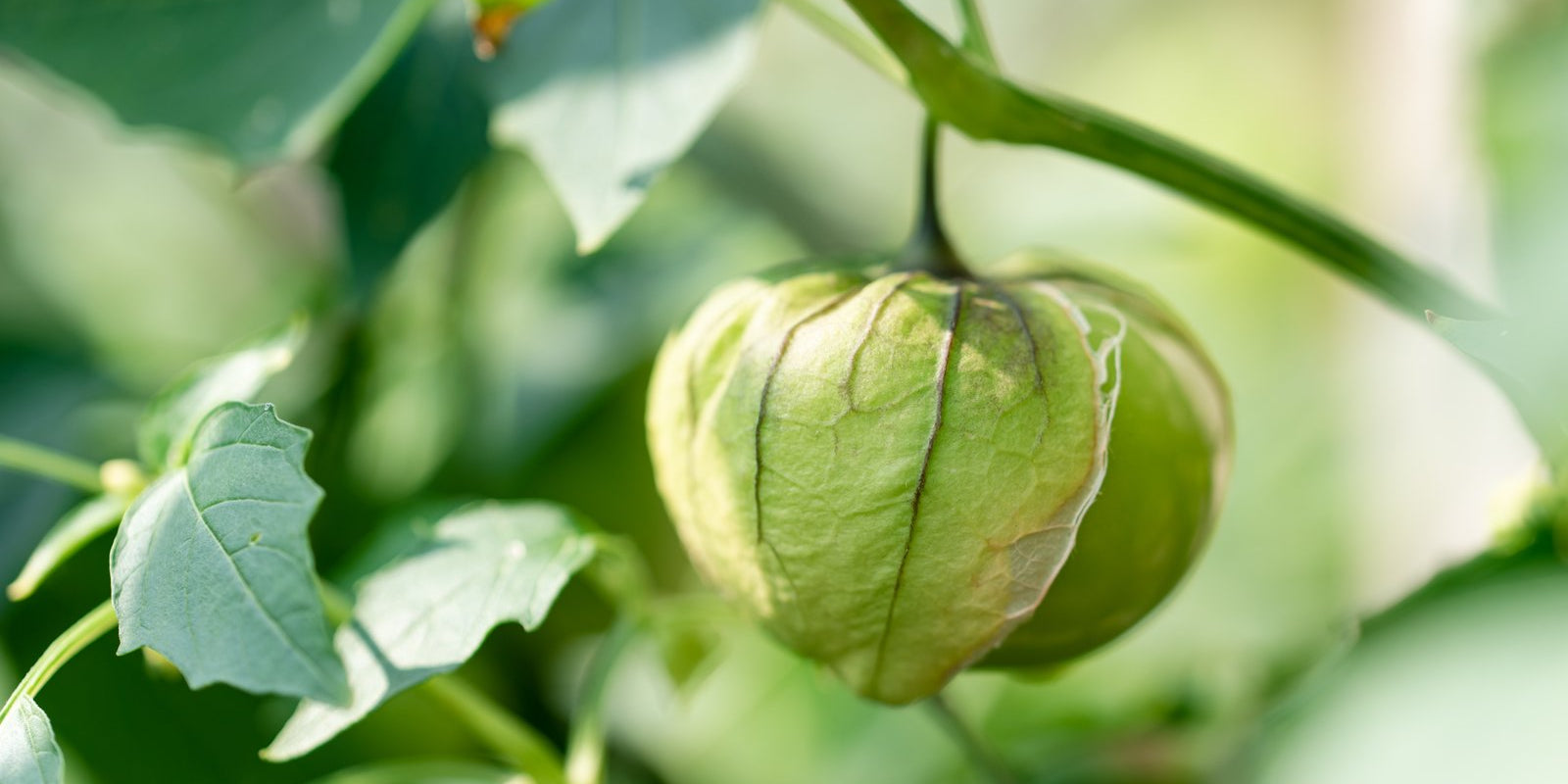 How to Grow Tomatillos in Australia