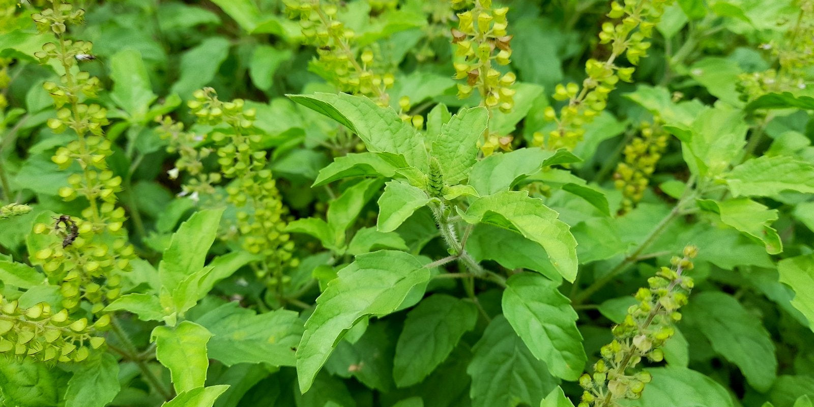 How to Grow Tulsi in Australia