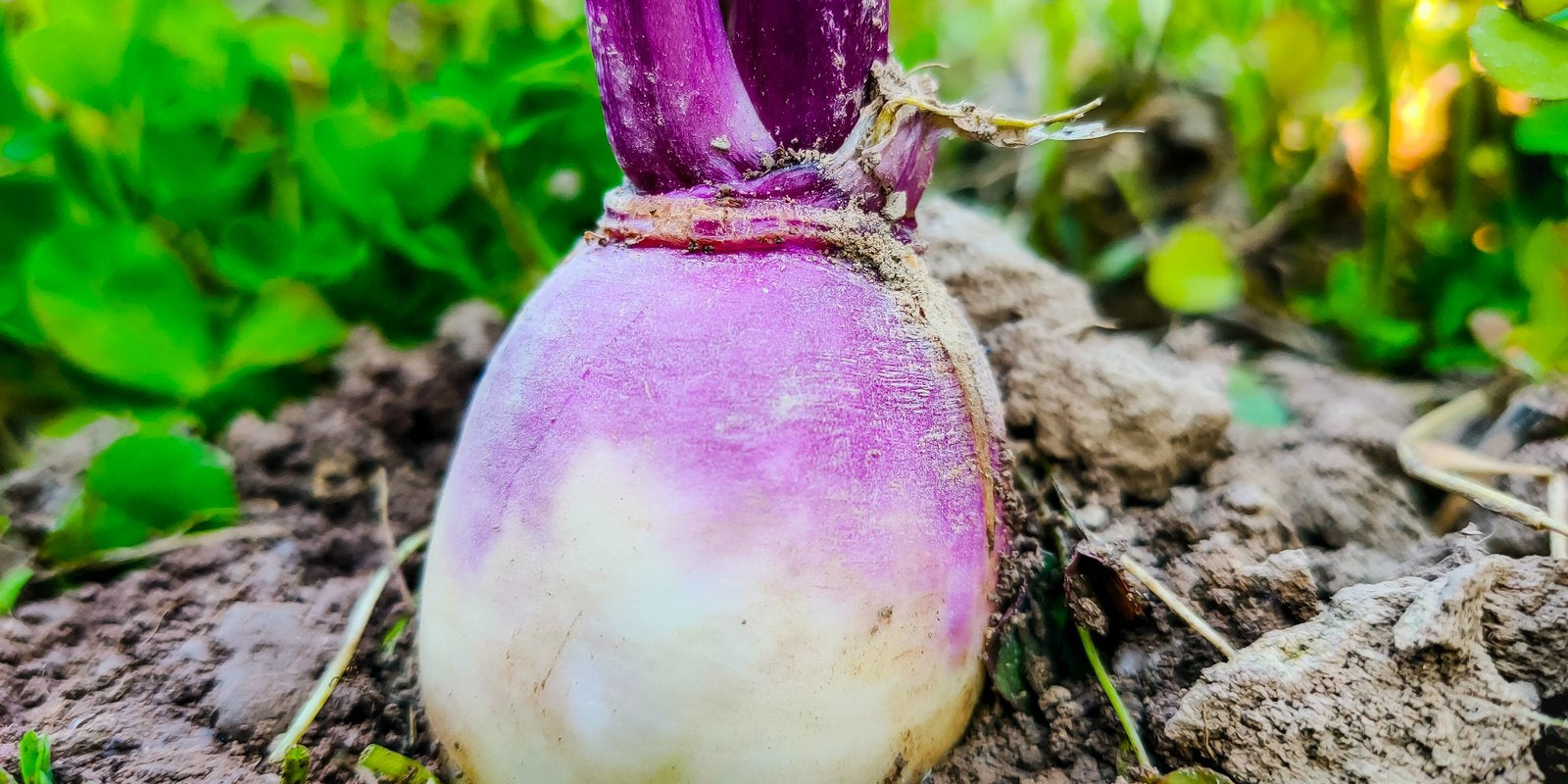 How to Grow Turnips in Australia