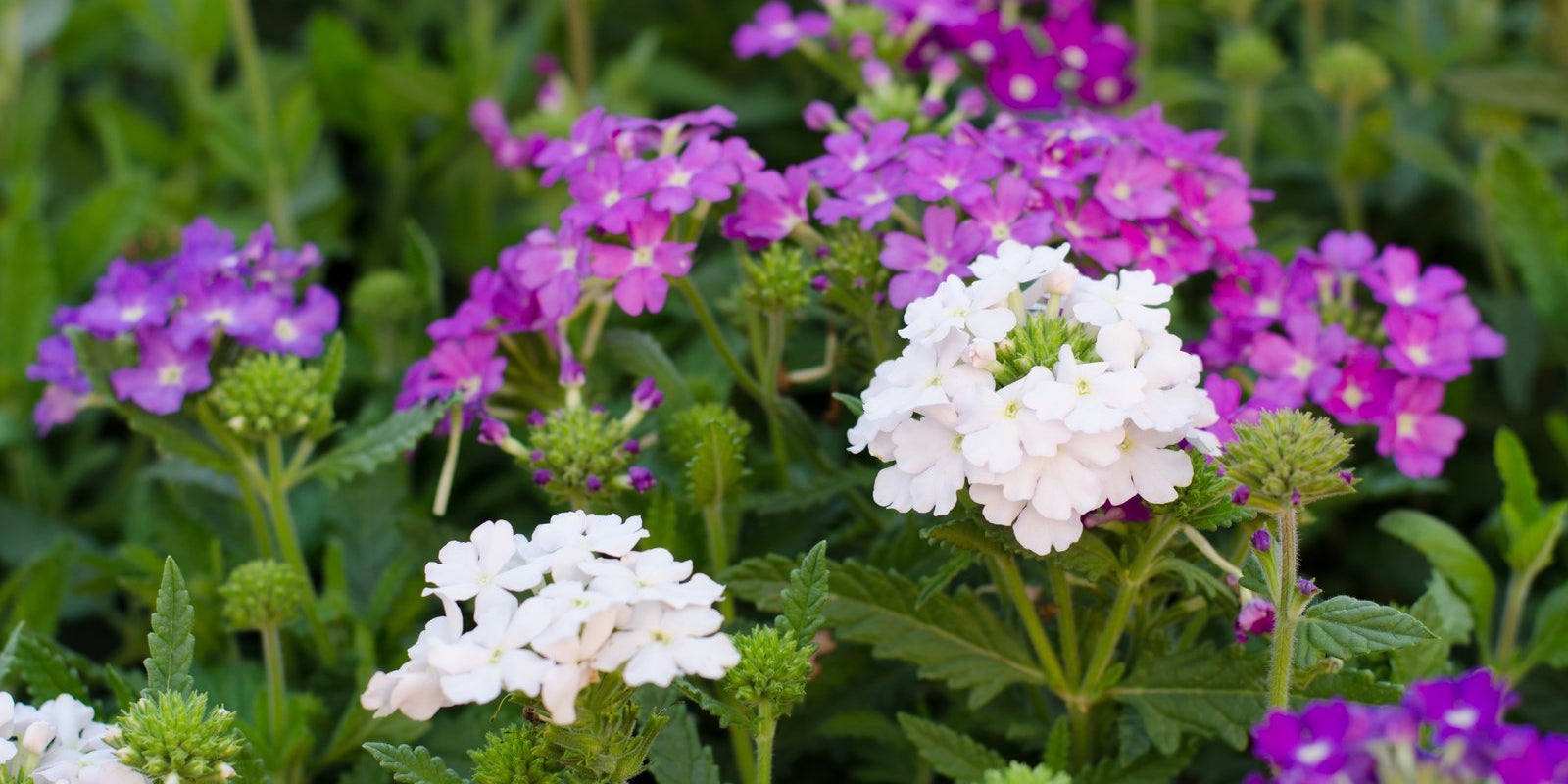How to Grow Verbena in Australia