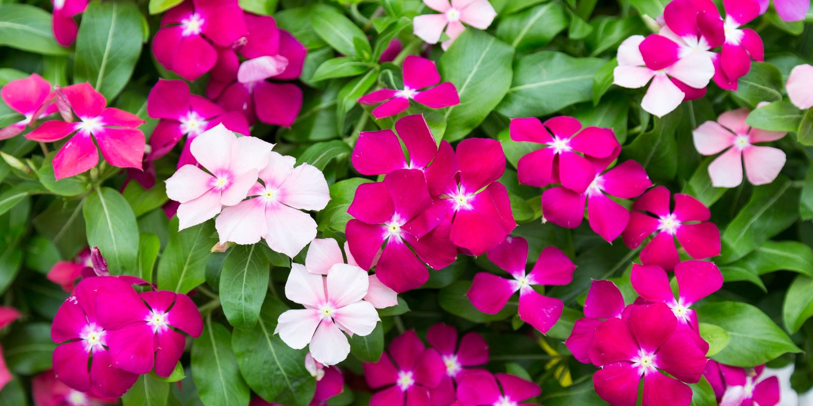 How to Grow Vinca in Australia