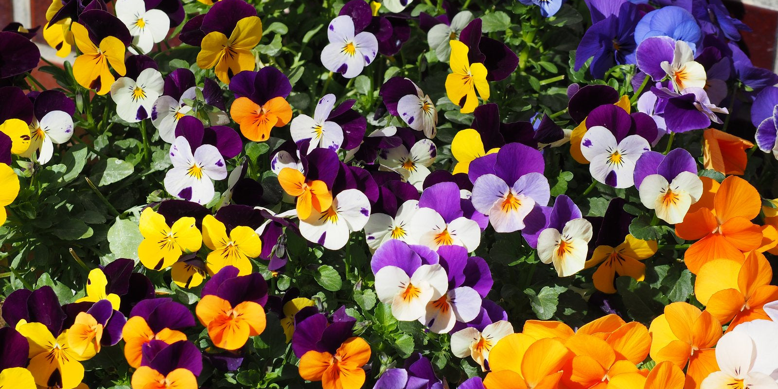 How to Grow Violas in Australia
