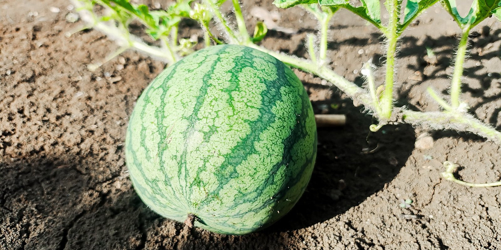 How to Grow Watermelons in Australia