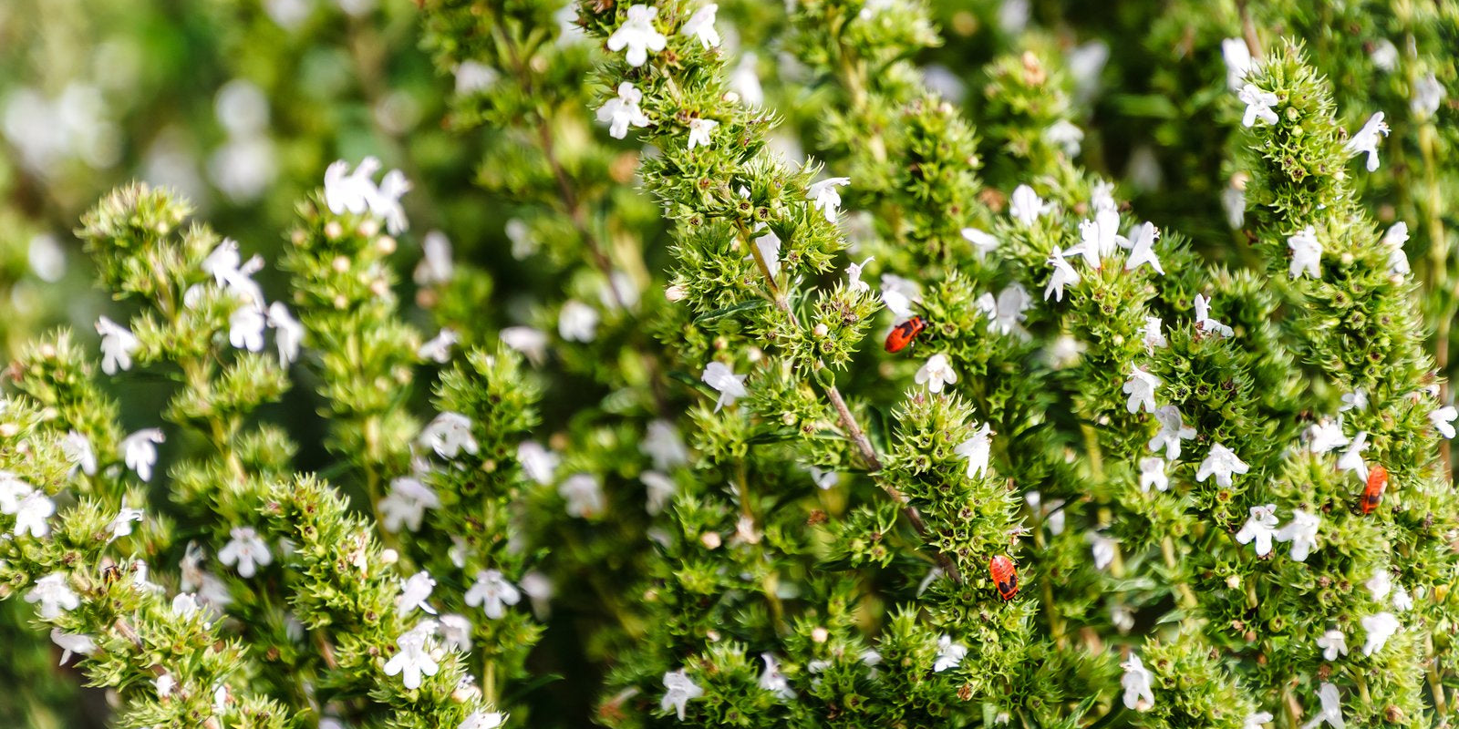 How to Grow Winter Savory in Australia