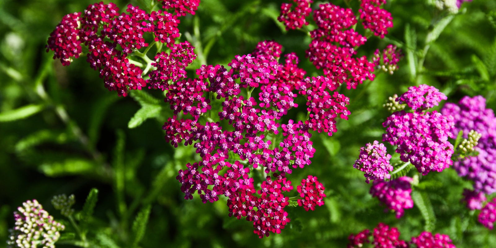How to Grow Yarrow in Australia