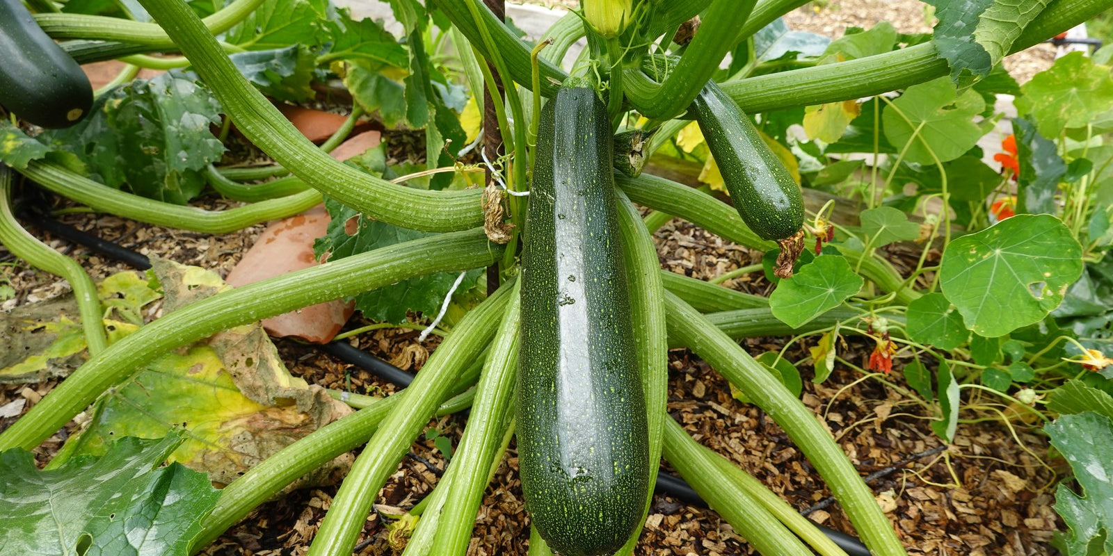 How to Grow Zucchini in Australia