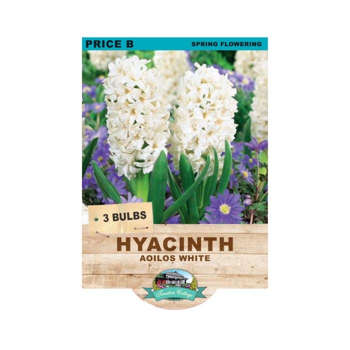 Hyacinth Aoilos White (Pack of 3 Bulbs) - Happy Valley Seeds