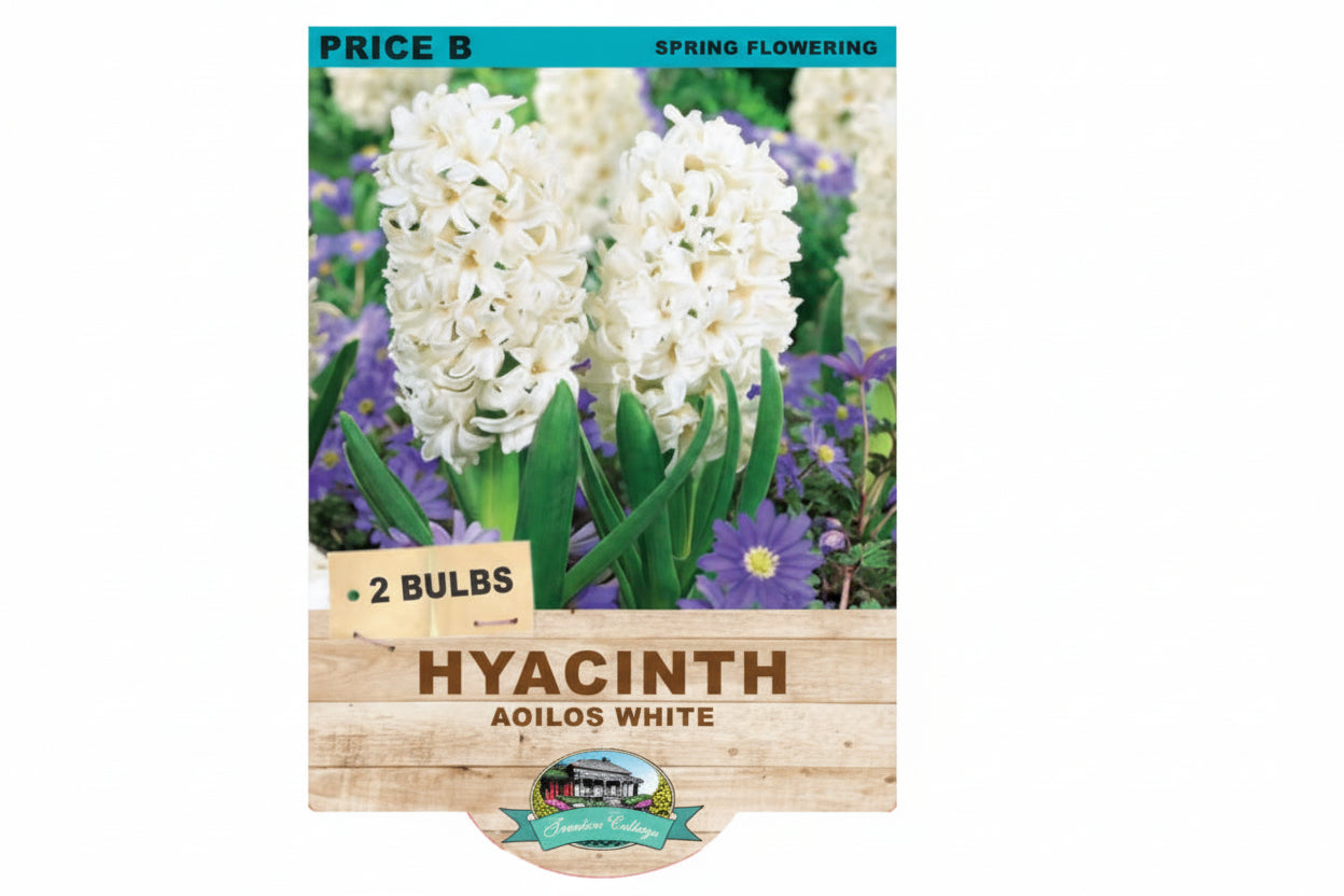 Hyacinth Aoilos White (Pack of 3 Bulbs) - Happy Valley Seeds