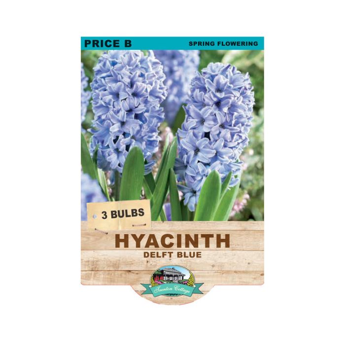 Hyacinth Delft Blue (Pack of 3 Bulbs) - Happy Valley Seeds