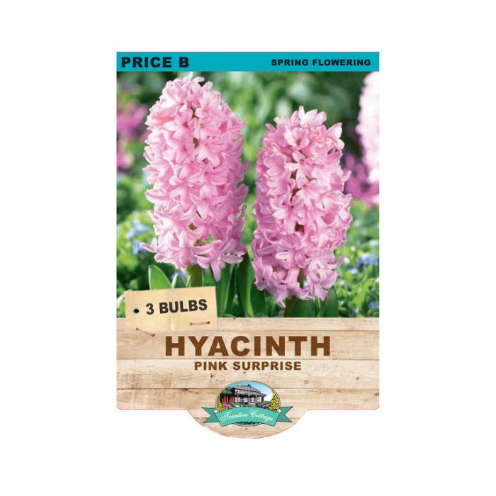Hyacinth Pink Surprise (Pack of 3 Bulbs) - Happy Valley Seeds