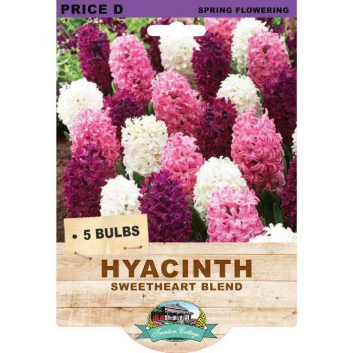 Hyacinth Sweetheart Blend (Pack of 5 Bulbs) - Happy Valley Seeds