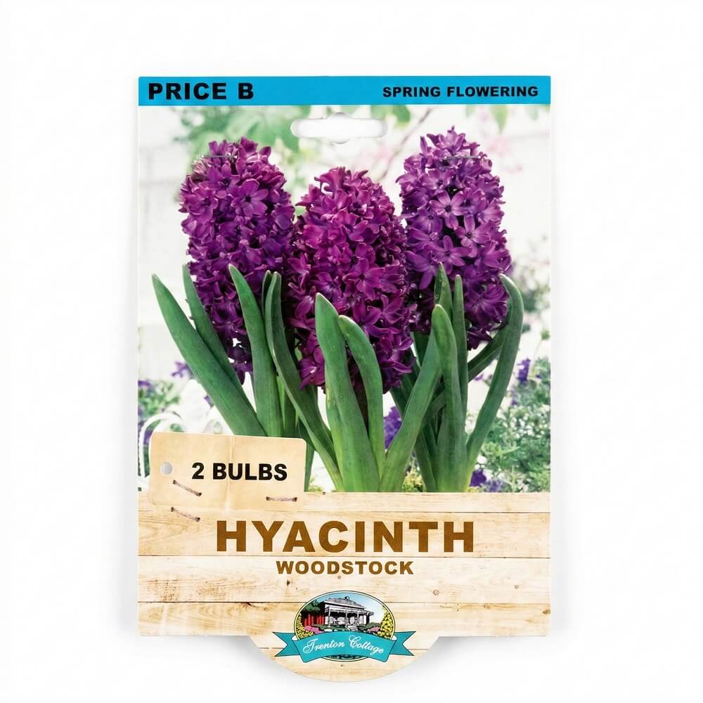 Hyacinth Woodstock (Pack of 2 Bulbs) - Happy Valley Seeds