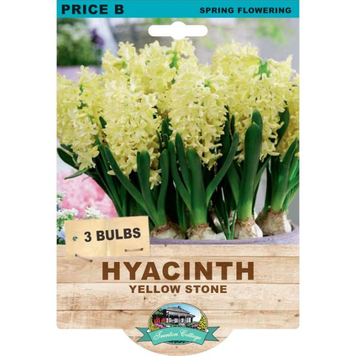 Hyacinth Yellow Stone (Pack of 3 Bulbs) - Happy Valley Seeds