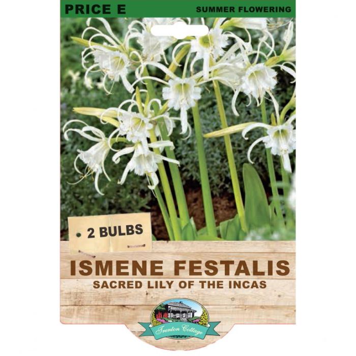 Ismene Festalis Sacred Lily Of The Incas (Pack of 2 Bulbs) - Happy Valley Seeds