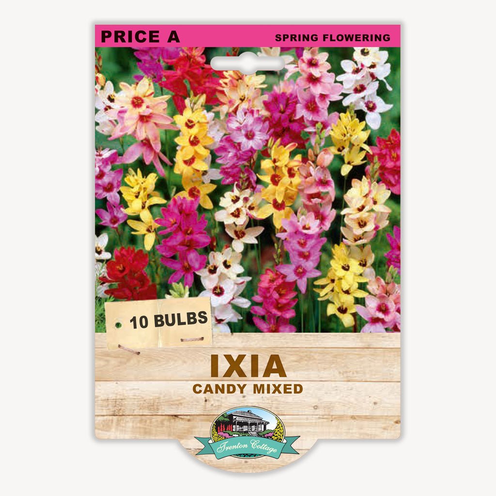 Ixia Candy Mixed (Pack of 10 Bulbs) - Happy Valley Seeds