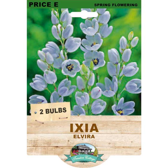 Ixia Elvira (Pack of 2 Bulbs) - Happy Valley Seeds