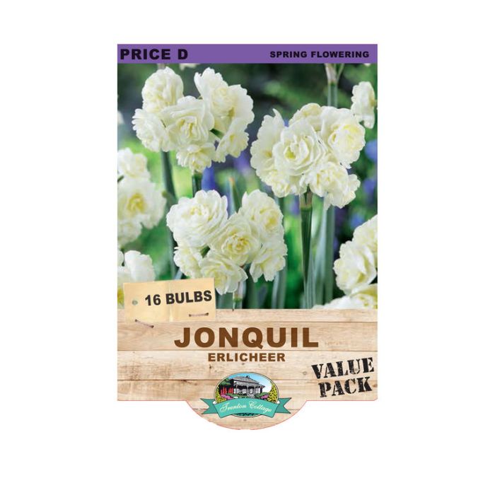 Jonquil Erlicheer (Pack of 16 Bulbs) - Happy Valley Seeds