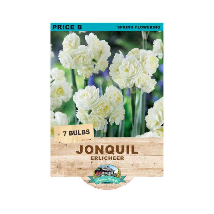 Jonquil Erlicheer (Pack of 7 Bulbs) - Happy Valley Seeds