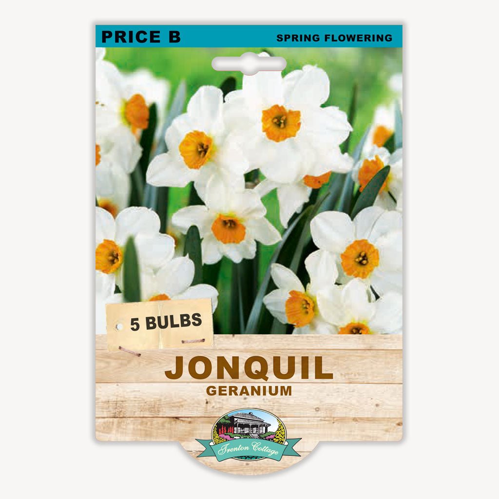 Jonquil Germanium (Pack of 5 Bulbs) - Happy Valley Seeds