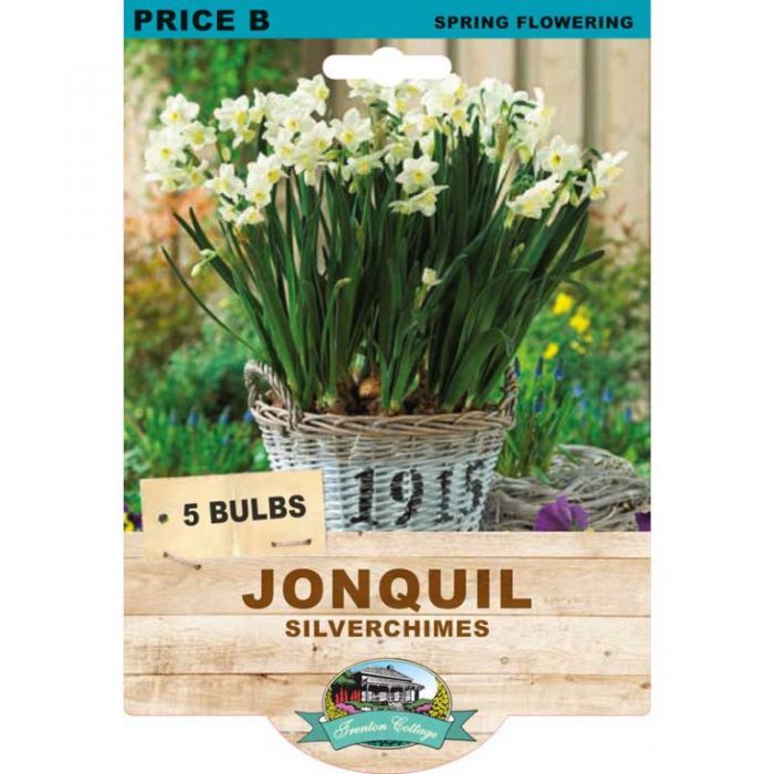Jonquil Silverchimes (Pack of 5 Bulbs) - Happy Valley Seeds