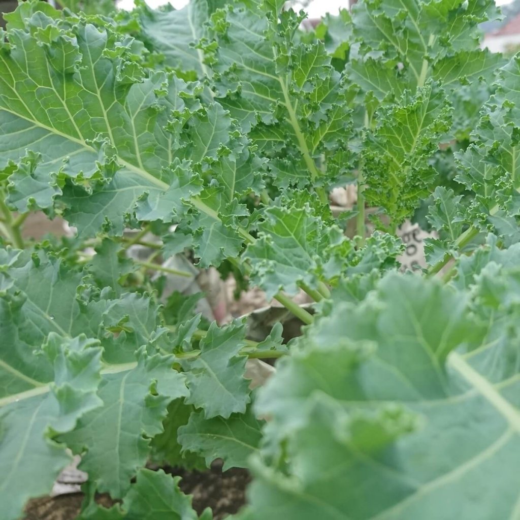 Kale - Dwarf Siberian Improved seeds - Happy Valley Seeds