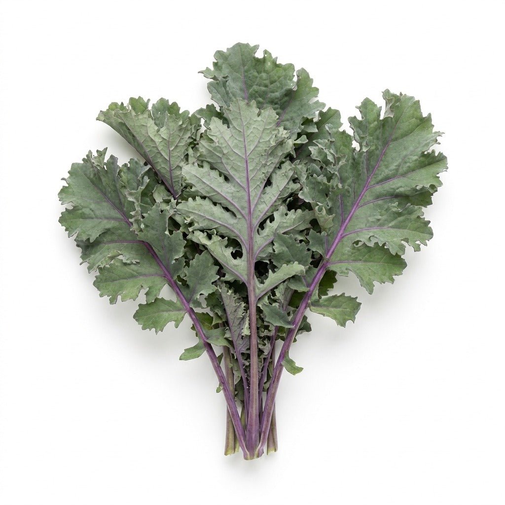 Kale - Red Russian seeds (Organic) - Happy Valley Seeds