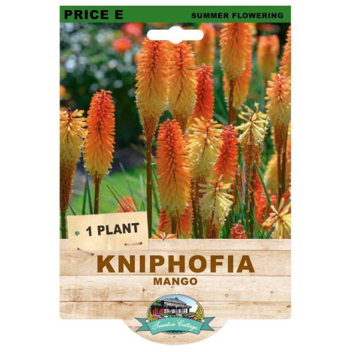 Kniphofia Mango (Pack of 1 Plant) - Happy Valley Seeds